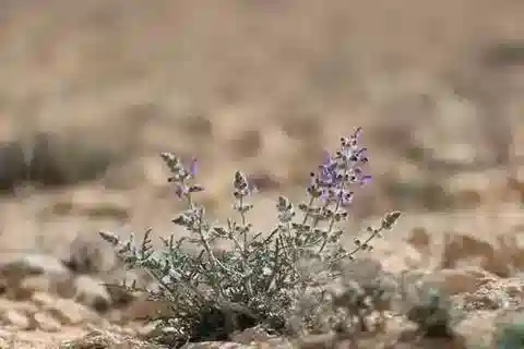 نبات الشَّبَتَرُ الوَبَرِيّ في بيئته الطبيعية