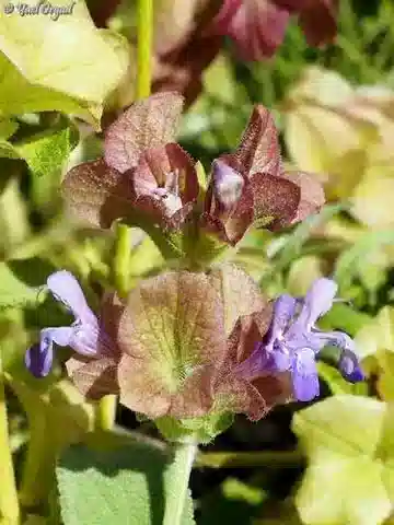 نبات الشَّبَتَرُ كَثِيرُ الأَسْقَاق في بيئته الطبيعية