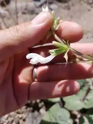 نبات الشَّبَتَرُ الشَّوْكِيّ في بيئته الطبيعية