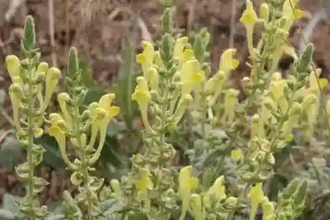 نبات السَّكُّوتِلَارِيَّة المُزَغَّبَة في بيئته الطبيعية