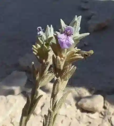 نبات السَّطَاحِس المِصْرِيّ في بيئته الطبيعية