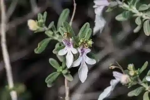 نبات التَّيُوكْرِيُوم قَصِيرُ الأَوْرَاق في بيئته الطبيعية