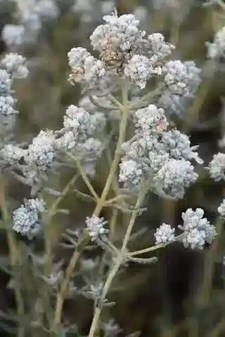 نبات التَّيُوكْرِيُوم الرَّأْسِيّ في بيئته الطبيعية