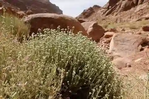 نبات التَّيُوكْرِيُوم الدَّيْكَسْنِيّ في بيئته الطبيعية