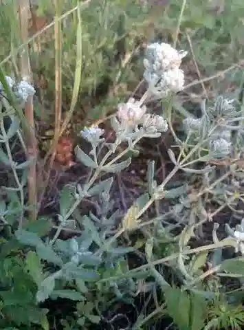 نبات التَّيُوكْرِيُوم البَيْضَاوِيّ في بيئته الطبيعية