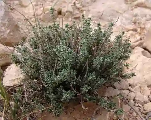 نبات الثَّيْمُس البُوفِيّ في بيئته الطبيعية