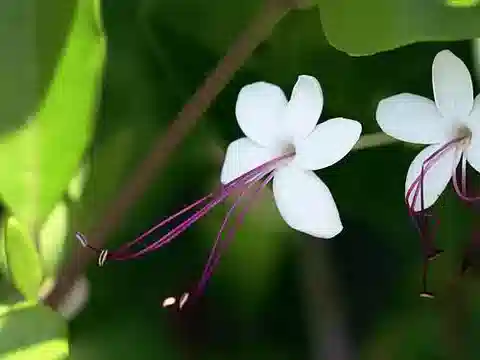 نبات الفُولْكَامِيرِيَّة الأَسَرْبِيَّة في بيئته الطبيعية