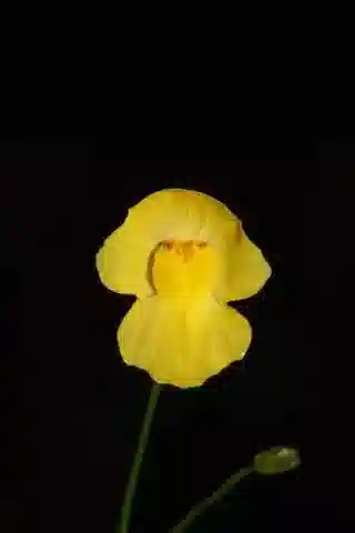 نبات الحَبَّاب gibba في بيئته الطبيعية