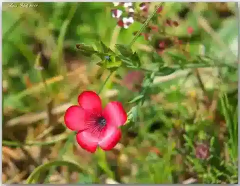 نبات الكتان decumbens في بيئته الطبيعية