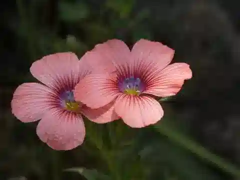 نبات الكتان pubescens subsp. pubescens في بيئته الطبيعية