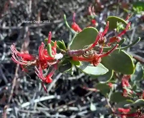 نبات البليكوسيبالوس acaciae في بيئته الطبيعية