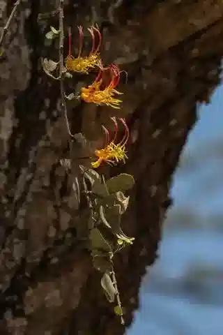 نبات البليكوسيبالوس curviflorus في بيئته الطبيعية