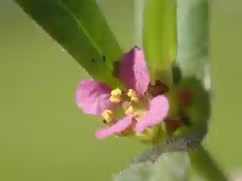 نبات Ammannia auriculata في بيئته الطبيعية