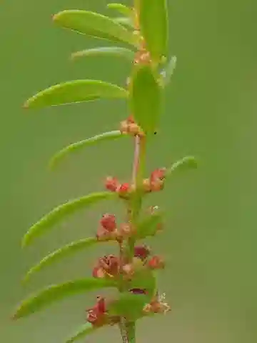 نبات Ammannia baccifera var. baccifera في بيئته الطبيعية
