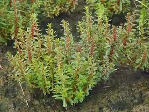 نبات Ammannia multiflora في بيئته الطبيعية