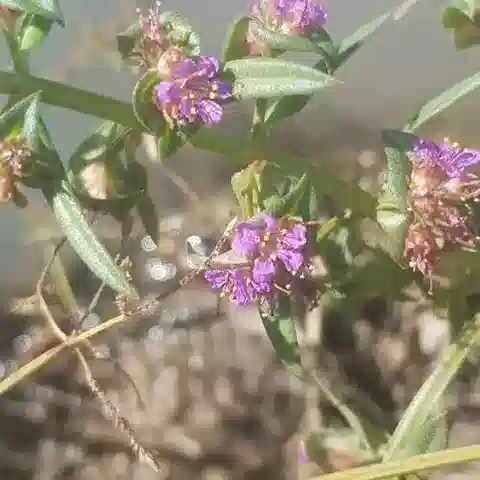 نبات Ammannia senegalensis var. senegalensis في بيئته الطبيعية