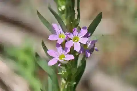 نبات اللوثرم hyssopifolia في بيئته الطبيعية