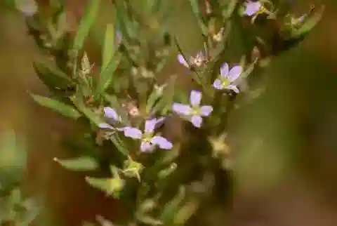 نبات اللوثرم thymifolia في بيئته الطبيعية