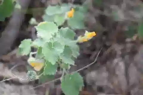 نبات Abutilon bidentatum في بيئته الطبيعية