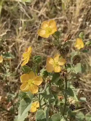 نبات Abutilon fruticosum var. fruticosum في بيئته الطبيعية
