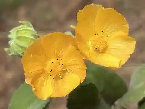 نبات Abutilon grandifolium في بيئته الطبيعية