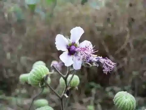 نبات Abutilon longicuspe var. longicuspe في بيئته الطبيعية