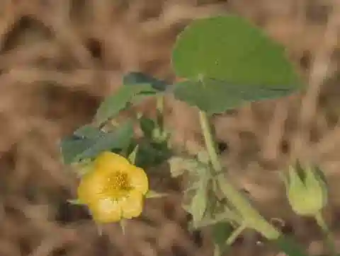 نبات Abutilon pannosum var. pannosum في بيئته الطبيعية