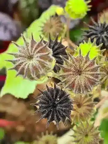 نبات Abutilon theophrasti في بيئته الطبيعية