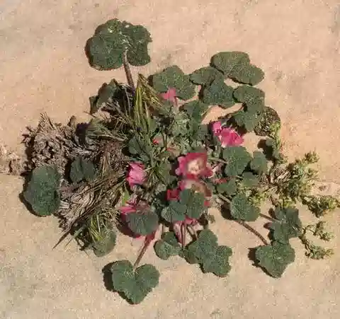 نبات Alcea acaulis في بيئته الطبيعية