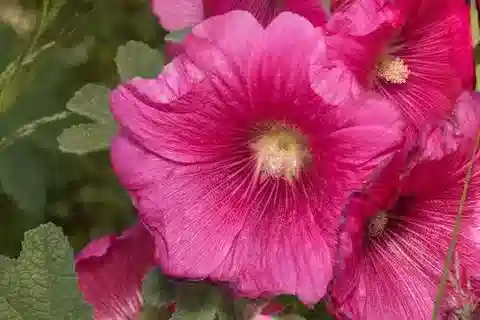 نبات Alcea rosea في بيئته الطبيعية