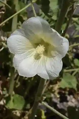 نبات Alcea striata في بيئته الطبيعية