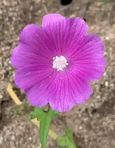 نبات Anoda cristata في بيئته الطبيعية