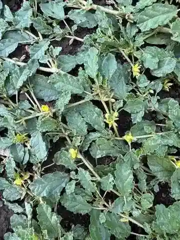 نبات Corchorus depressus في بيئته الطبيعية