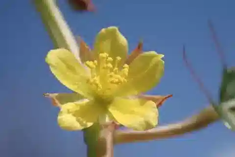 نبات Corchorus olitorius في بيئته الطبيعية