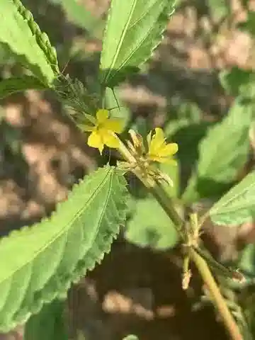 نبات Corchorus tridens في بيئته الطبيعية