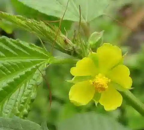 نبات Corchorus trilocularis في بيئته الطبيعية