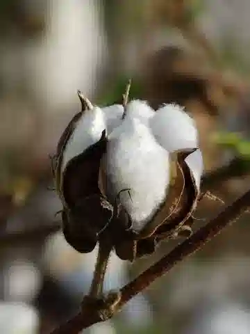 نبات القطن herbaceum subsp. herbaceum في بيئته الطبيعية