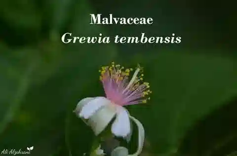 نبات Grewia tembensis var. tembensis في بيئته الطبيعية