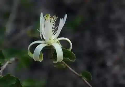 نبات Grewia tenax subsp. tenax في بيئته الطبيعية