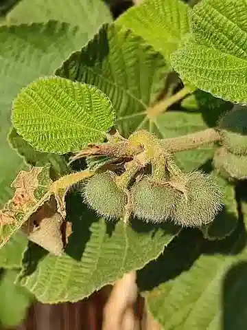نبات Grewia villosa في بيئته الطبيعية