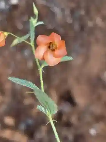 نبات Hermannia modesta في بيئته الطبيعية