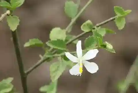 نبات ال hyped diversifolius subsp. diversifolius في بيئته الطبيعية