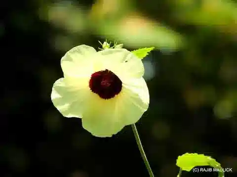 نبات ال hyped vitifolius subsp. vitifolius في بيئته الطبيعية