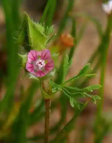 نبات الخبيزة aegyptia في بيئته الطبيعية