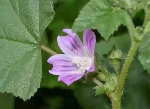 نبات الخبيزة multiflora في بيئته الطبيعية