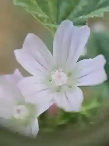 نبات الخبيزة neglecta في بيئته الطبيعية