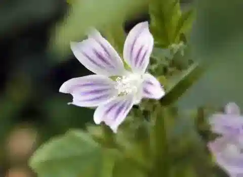 نبات الخبيزة nicaeensis في بيئته الطبيعية