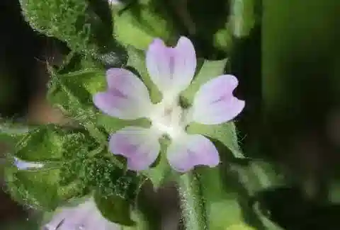 نبات الخبيزة parviflora var. parviflora في بيئته الطبيعية