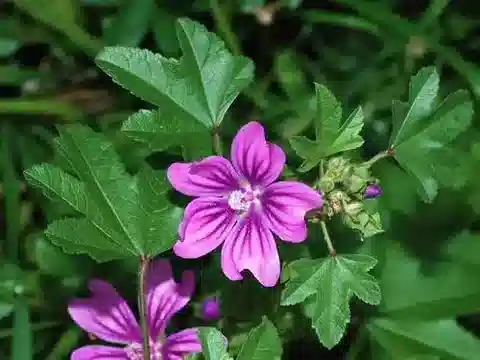 نبات الخبيزة sylvestris var. sylvestris في بيئته الطبيعية