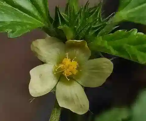 نبات Malvastrum coromandelianum في بيئته الطبيعية